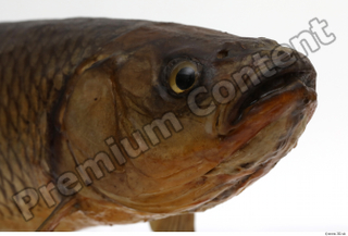 Common chub Squalius cephalus head 0002.jpg